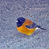 Patagonian Sierra-Finch, near El Calafate - Patagonia